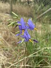 Conanthera bifolia