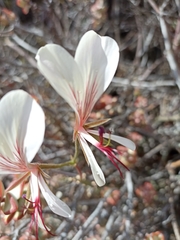 Pelargonium tetragonum