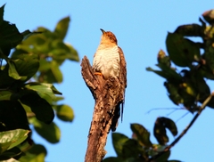 Cacomantis merulinus