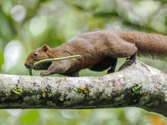 Callosciurus erythraeus