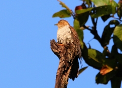 Cacomantis merulinus