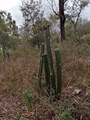 Trichocereus macrogonus