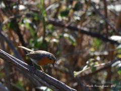 Erithacus rubecula
