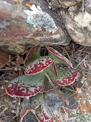 Adromischus maculatus