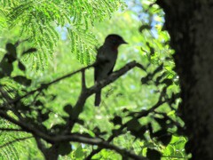 Pachyramphus aglaiae