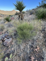 Ephedra aspera