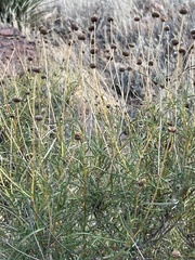 Sidneya tenuifolia