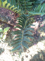 Encephalartos arenarius