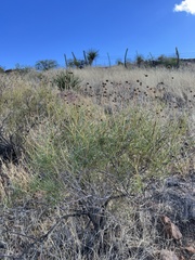 Sidneya tenuifolia