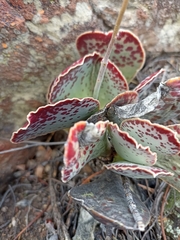 Adromischus maculatus