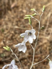 Conanthera trimaculata
