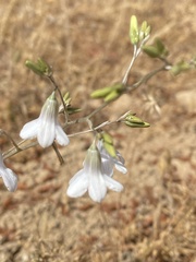 Conanthera trimaculata