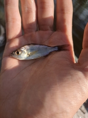 Eucinostomus harengulus