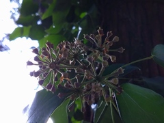 Hedera rhombea