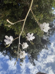 Conanthera trimaculata