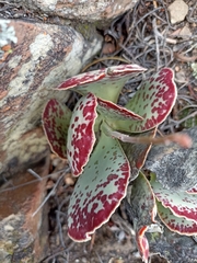 Adromischus maculatus