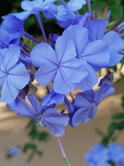 Plumbago