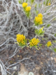 Pteronia fasciculata