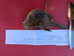 Zonotrichia albicollis