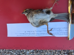 Zonotrichia albicollis