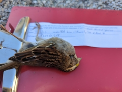 Zonotrichia albicollis