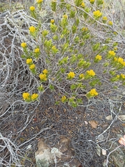 Pteronia fasciculata