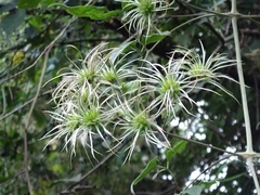 Clematis lasiandra