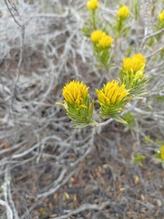 Pteronia fasciculata