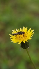 Platycheirus fenestrata