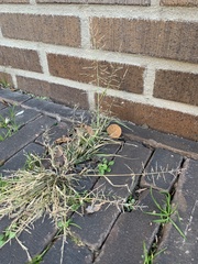 Eragrostis minor