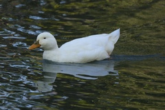 Anas platyrhynchos domesticus