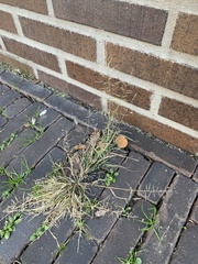 Eragrostis minor