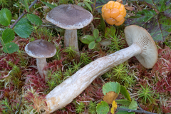Lactarius pilatii