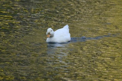 Anas platyrhynchos domesticus
