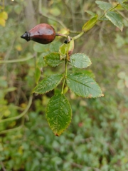 Rosa squarrosa