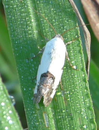 Four-spotted Bird-dropping Moth