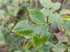 Rosa squarrosa