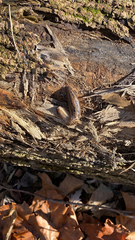 Limax maximus