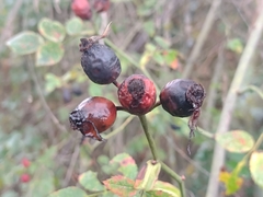 Rosa squarrosa