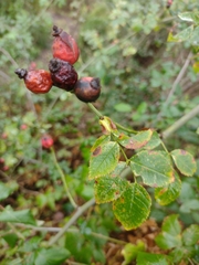 Rosa squarrosa
