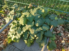 Arctium lappa
