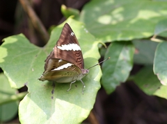 Euthalia phemius