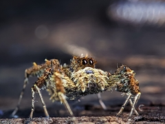 Portia labiata