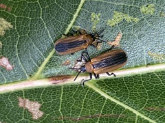 Odontota dorsalis