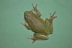 Hyla meridionalis