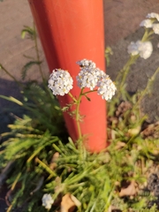 Achillea millefolium