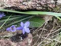 Streptocarpus