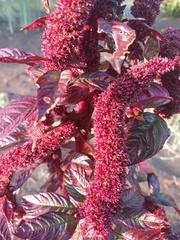Amaranthus caudatus
