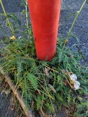 Achillea millefolium