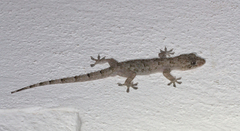 Hemidactylus mercatorius
